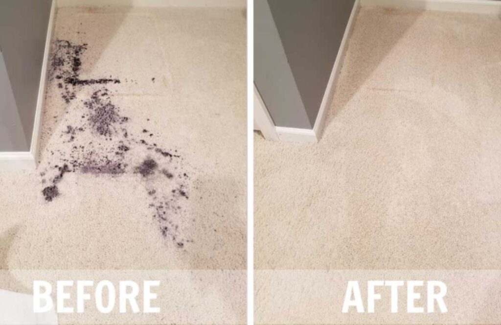 Carpet Cleaning Edmonton
